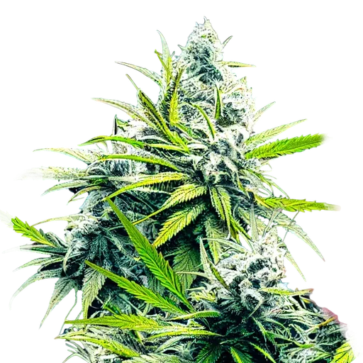 B-52 | PHOTOFEM | Nirvana Seeds - Freigestellt 2026-10-09