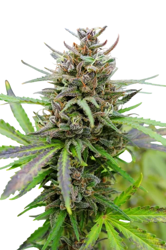 Baby Boom Auto | AUTOFEM | Kannabia Seeds - Freigestellt 2026-10-09