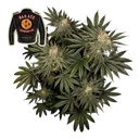 Badazz Cookies OG | PHOTOFEM | Seedsman - Freigestellt 2026-10-09