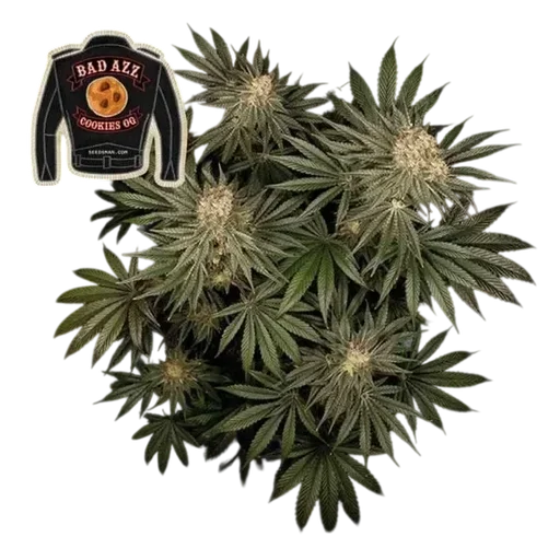 Badazz Cookies OG | PHOTOFEM | Seedsman - Freigestellt 2026-10-09