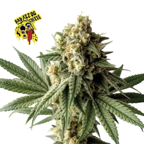 Badazz OG Cheese – Galerieansicht