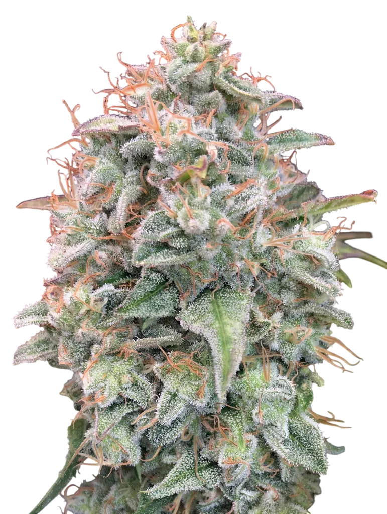 Banana Cookies Auto – Galerieansicht