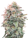 Banana Cookies Auto | AUTOFEM | Advanced Seeds - Freigestellt 2026-10-09