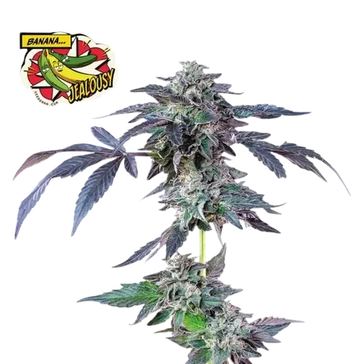 Banana Jealousy | PHOTOFEM | Seedsman - Freigestellt 2026-10-09