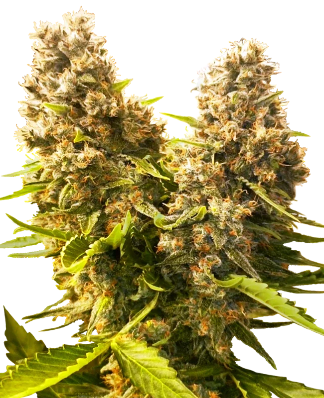 Banana Kush Cake Auto – Galerieansicht