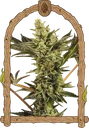 Banana Mash Auto | AUTOFEM | Exotic Seed - Freigestellt 2026-10-09