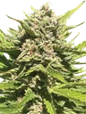 Banana Melt | PHOTOFEM | Humboldt Seed Co. - Freigestellt 2026-10-09
