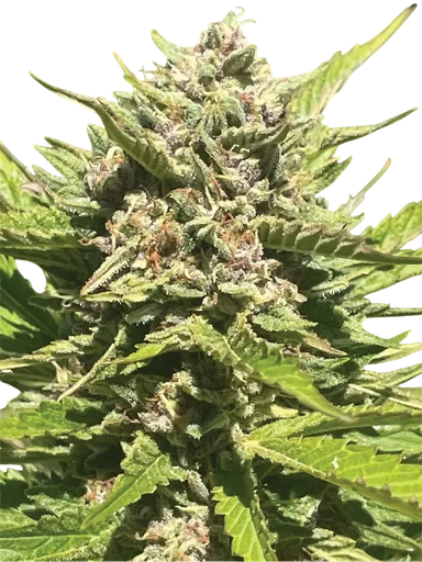 Banana Melt | PHOTOFEM | Humboldt Seed Co. - Freigestellt 2026-10-09