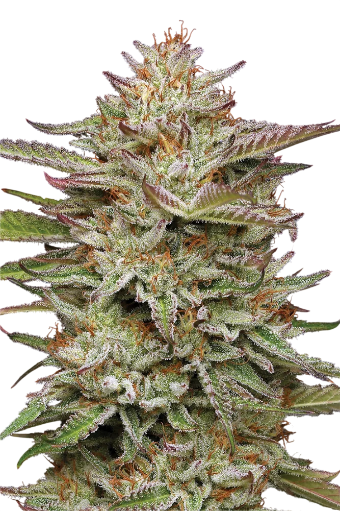 Banana OG – Galerieansicht