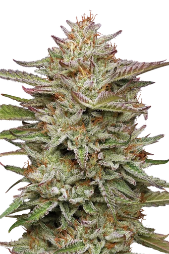 Banana OG | PHOTOFEM | Humboldt Seed Co. - Freigestellt 2026-10-09