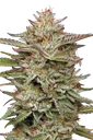 Banana OG Auto | AUTOFEM | Humboldt Seed Co. - Freigestellt 2026-10-09