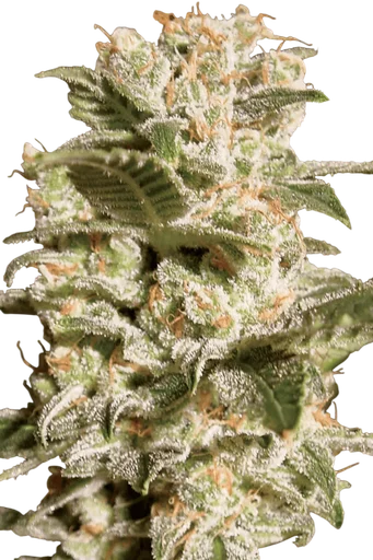 Bella Donna | PHOTOFEM | Paradise Seeds - Freigestellt 2026-10-09