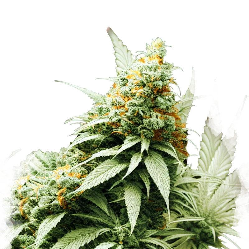 Big Bud – Galerieansicht