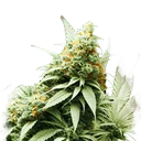 Big Bud | PHOTOFEM | Nirvana Seeds - Freigestellt 2026-10-09