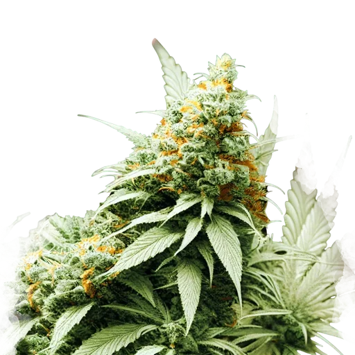 Big Bud | PHOTOFEM | Nirvana Seeds - Freigestellt 2026-10-09