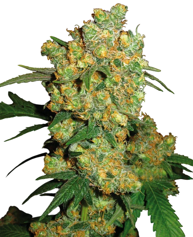 Big Bud – Galerieansicht