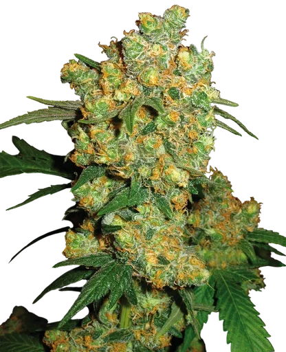 Big Bud | PHOTOREG | Sensi Seeds - Freigestellt 2026-10-09