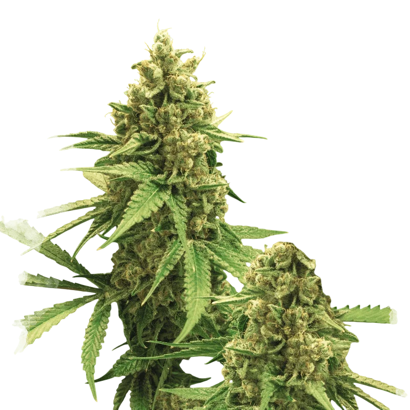 Big Bud Auto – Galerieansicht