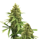 Big Bud Auto | AUTOFEM | Nirvana Seeds - Freigestellt 2026-10-09