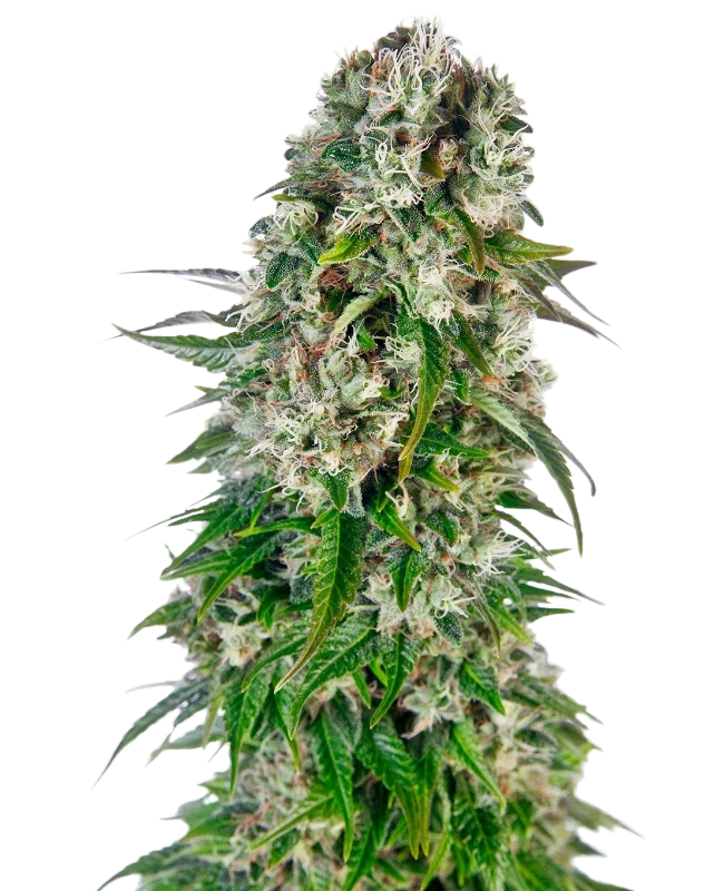 Big Bud Auto – Galerieansicht