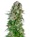 Big Bud Auto | AUTOFEM | Sensi Seeds - Freigestellt 2026-10-09