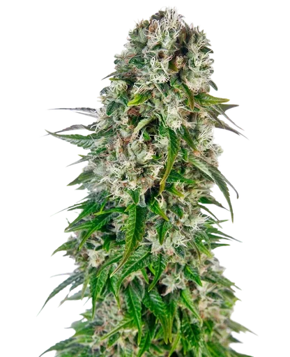 Big Bud Auto | AUTOFEM | Sensi Seeds - Freigestellt 2026-10-09
