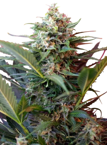 Big Devil XL Auto | AUTOFEM | Sweet Seeds - Freigestellt 2026-10-09