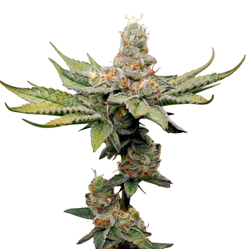 Birthday Punch | PHOTOFEM | Elev8 Seeds - Freigestellt 2026-10-09