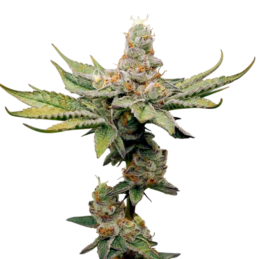Birthday Punch | PHOTOFEM | Elev8 Seeds - Freigestellt 2026-10-09