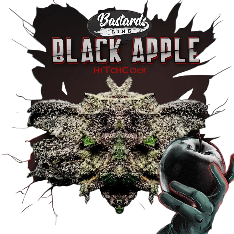 Black Apple Hitchcock – Galerieansicht