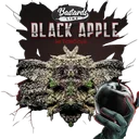 Black Apple Hitchcock | PHOTOFEM | T.H. Seeds - Freigestellt 2026-10-09