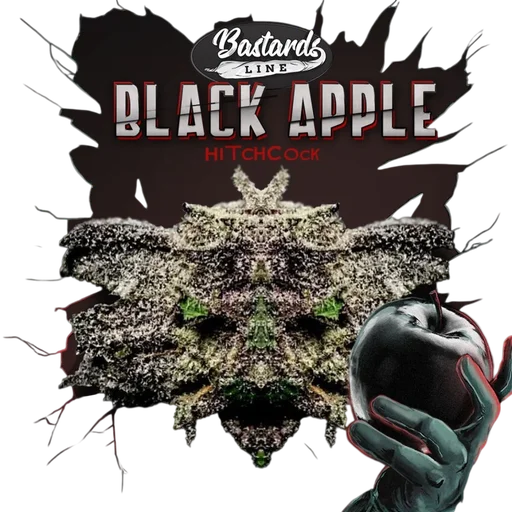 Black Apple Hitchcock | PHOTOFEM | T.H. Seeds - Freigestellt 2026-10-09