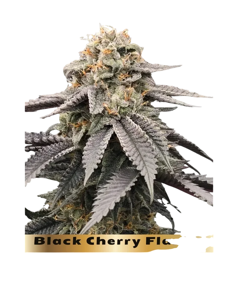 Black Cherry Flambe – Galerieansicht