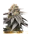 Black Cherry Flambe | PHOTOFEM | In House Genetics - Freigestellt 2026-10-09