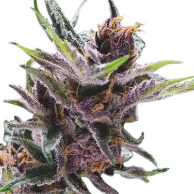 Black Cherry Punch – Galerieansicht