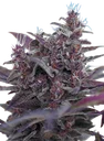 Black Cream Auto | AUTOFEM | Sweet Seeds - Freigestellt 2026-10-09