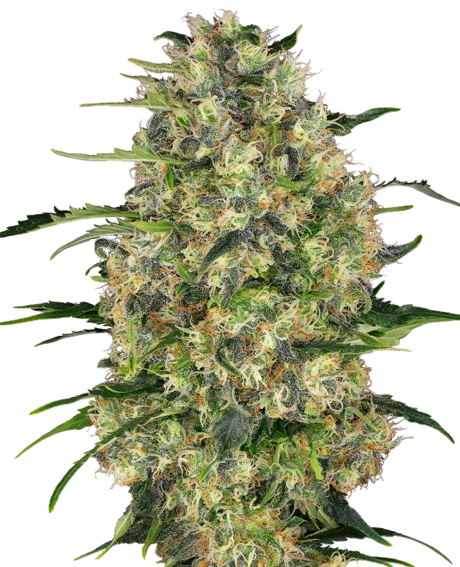 Black Domina – Galerieansicht
