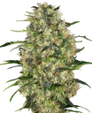 Black Domina | PHOTOREG | Sensi Seeds - Freigestellt 2026-10-09