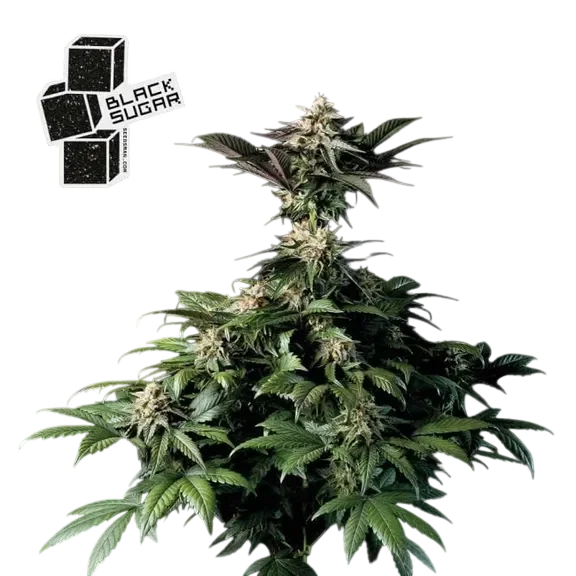Black Sugar – Galerieansicht