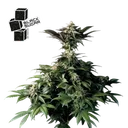 Black Sugar | PHOTOFEM | Seedsman - Freigestellt 2026-10-09