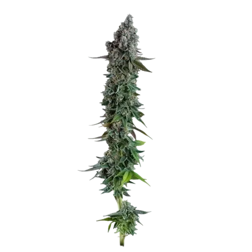 Black Sugar 2.0 | PHOTOFEM | Seedsman - Freigestellt 2026-10-09