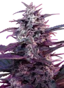 Bloody Skunk Auto | AUTOFEM | Sweet Seeds - Freigestellt 2026-10-09