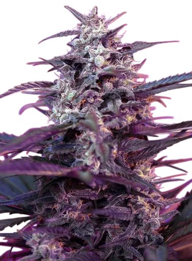 Bloody Skunk Auto | AUTOFEM | Sweet Seeds - Freigestellt 2026-10-09