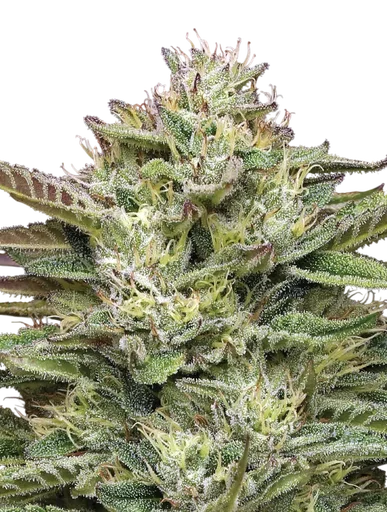 Blueberry Cupcake | PHOTOFEM | Humboldt Seed Co. - Freigestellt 2026-10-09