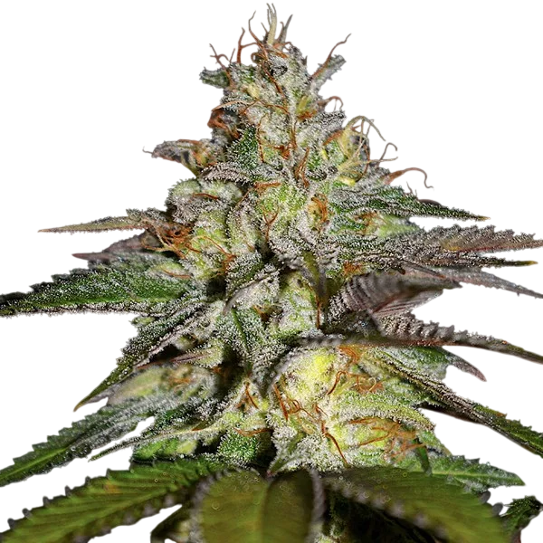 Blueberry Gum – Galerieansicht