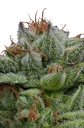 Blueberry Muffin | PHOTOFEM | Humboldt Seed Co. - Freigestellt 2026-10-09