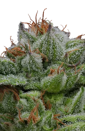 Blueberry Muffin | PHOTOFEM | Humboldt Seed Co. - Freigestellt 2026-10-09