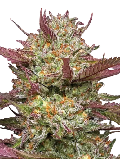 Blueberry Pancakes | PHOTOFEM | Humboldt Seed Co. - Freigestellt 2026-10-09