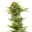 Blueberry Pie F1 Fast | PHOTOFEM | Seedsman - Freigestellt 2026-10-09