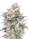 Blue Dream | PHOTOFEM | 00 Seeds - Freigestellt 2026-10-09